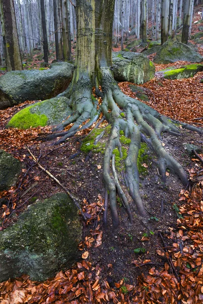 Paysage Forestier Bohême Nord Avec Ses Rochers Ses Arbres Montagnes — Photo