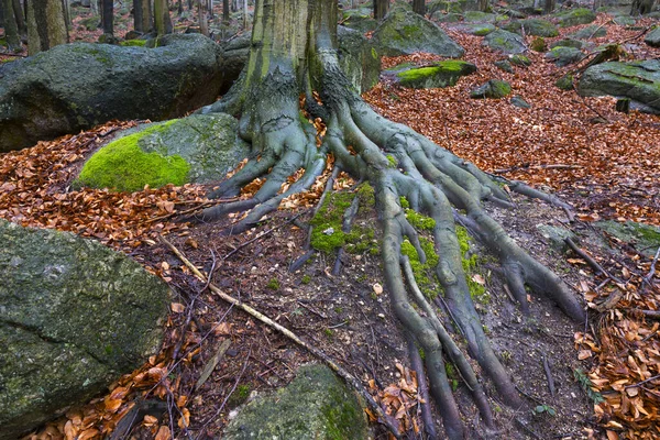 Paysage Forestier Bohême Nord Avec Ses Rochers Ses Arbres Montagnes — Photo