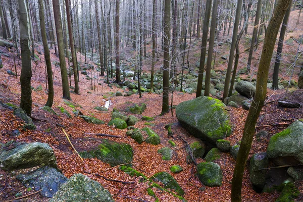 Kuzey Bohemya Ormanı Kayaları Ağaçları Jizera Dağları Çek Cumhuriyeti — Stok fotoğraf