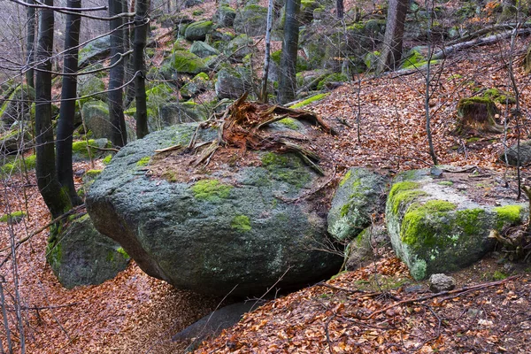 Norra Böhmens Skogslandskap Med Dess Stenblock Och Träd Jizerabergen Tjeckien — Stockfoto