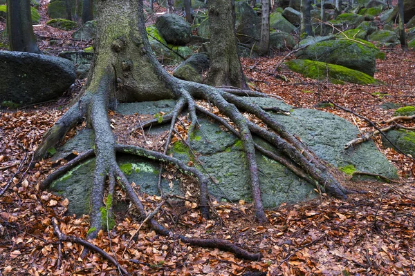 Paysage Forestier Bohême Nord Avec Ses Rochers Ses Arbres Montagnes — Photo