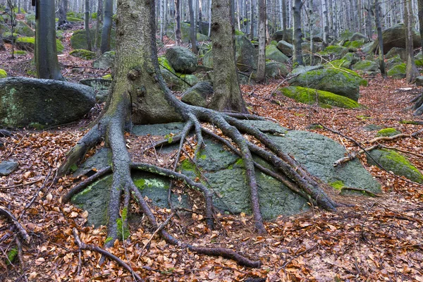 Paysage Forestier Bohême Nord Avec Ses Rochers Ses Arbres Montagnes — Photo