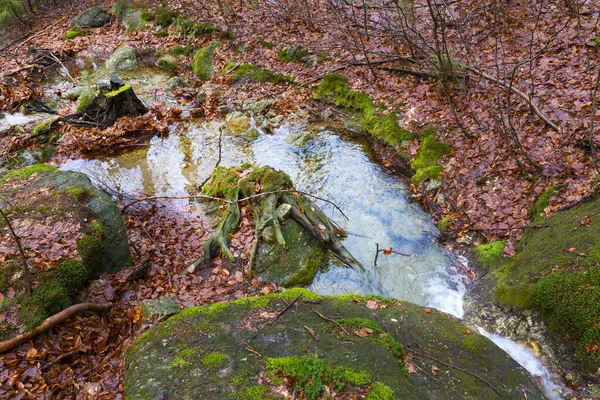 北ボヘミアの森の風景岩と木 ジゼラ山脈 チェコ共和国 — ストック写真