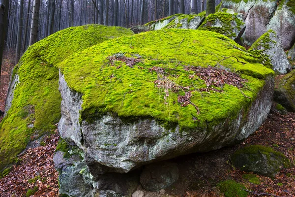 Nordböhmische Waldlandschaft Mit Findlingen Und Bäumen Isergebirge Tschechische Republik — Stockfoto