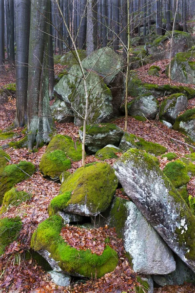 North Bohemia Forest Landscape Its Boulders Trees Jizera Mountains Czech — стокове фото