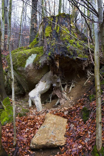 Północnoczeski Krajobraz Leśny Głazami Drzewami Góry Izerskie Czechy — Zdjęcie stockowe