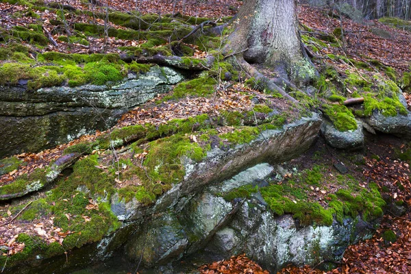 Paysage Forestier Bohême Nord Avec Ses Rochers Ses Arbres Montagnes — Photo