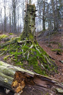 Kuzey Bohemya Ormanı Kayaları ve Ağaçları, Jizera Dağları, Çek Cumhuriyeti