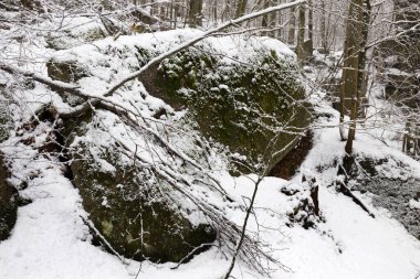 Karlı Kuzey Bohemya Ormanı Kayaları ve Ağaçları, Jizera Dağları, Çek Cumhuriyeti