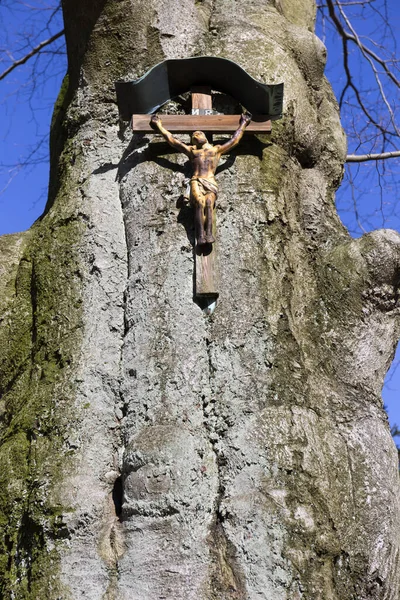 Gesù Crocifisso Possente Faggio Monti Jizera Repubblica Ceca — Foto Stock