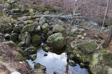 Kuzey Bohemya Ormanı Kayaları ve Ağaçları, Jizera Dağları, Çek Cumhuriyeti