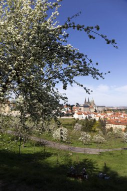 Prag İlkbaharında Gotik Kalesi, Yeşil Doğa ve Çiçekli Ağaçlar Çek Cumhuriyeti, Petrin Tepesi 'nden
