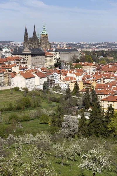 Spring Prague City Gotickým Hradem Zelenou Přírodou Kvetoucími Stromy Petřína — Stock fotografie