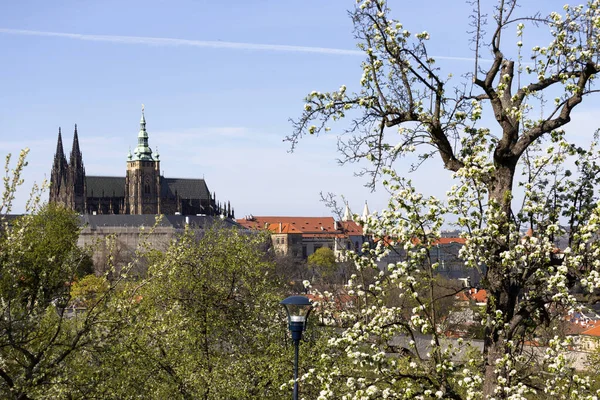 Spring Prague City Com Castelo Gótico Verde Natureza Floração Árvores — Fotografia de Stock