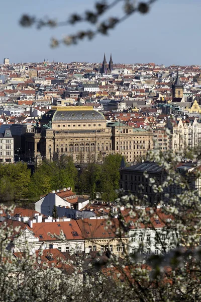 Spring Prague City Zelenou Přírodou Kvetoucími Stromy Petřína Česká Republika — Stock fotografie