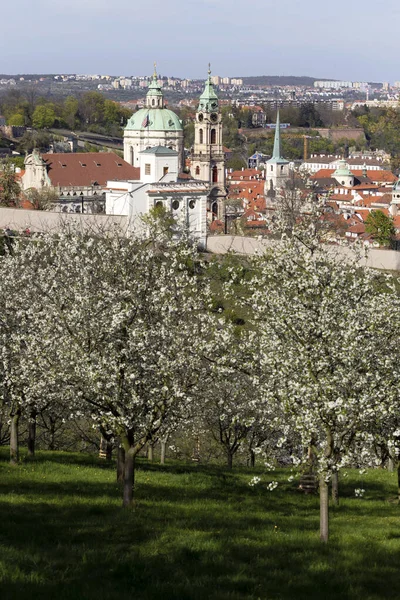 Printemps Prague Ville Avec Vert Nature Arbres Fleurs Colline Petrin — Photo