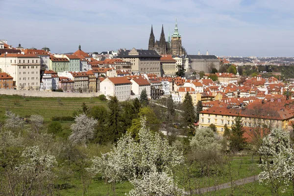 Spring Prague City Gothic Castle Green Nature Flowering Trees Hill — Stock Photo, Image