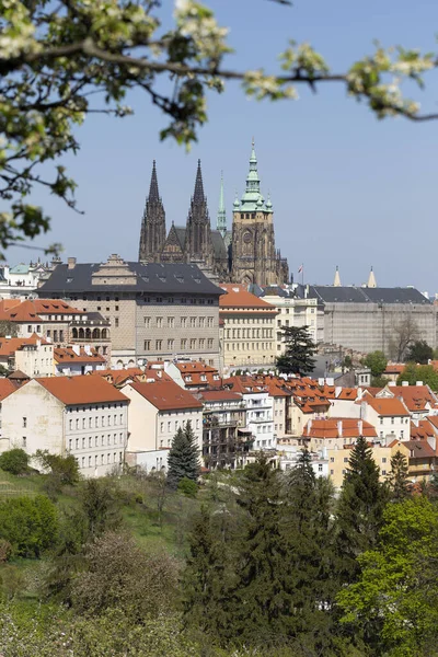 拥有哥特式城堡的布拉格之春 以及来自捷克共和国Petrin山的绿色自然与开花树 — 图库照片