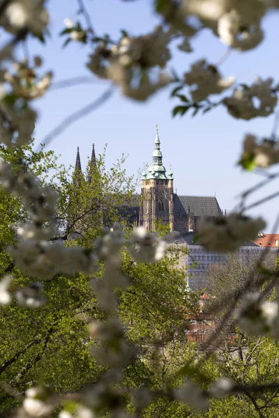 Spring Prague City Gothic Castle Green Nature Flowering Trees Hill — Stock Photo, Image