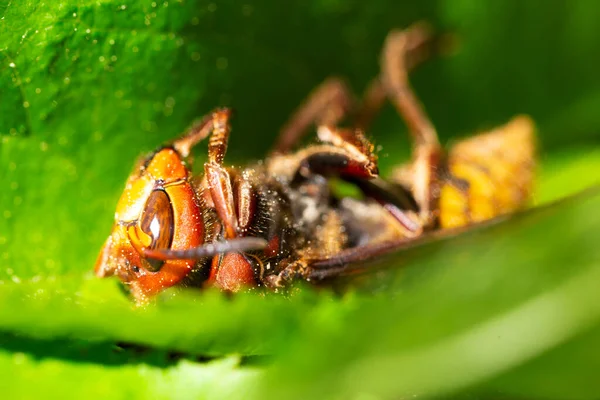 Velký Sršeň Detailu — Stock fotografie