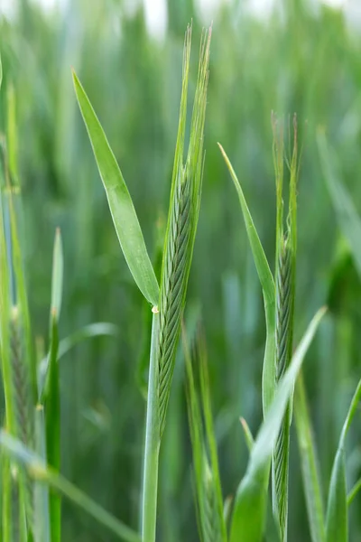 Detail Van Jonge Groene Rye Spike — Stockfoto