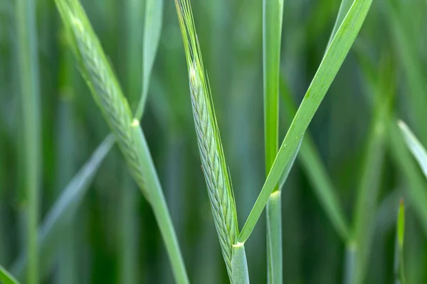 Detail Vom Jungen Grünen Roggen Spike — Stockfoto