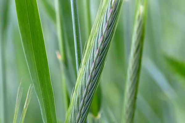 Detail Vom Jungen Grünen Roggen Spike — Stockfoto