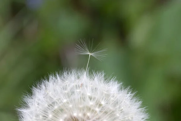 自然界のタンポポの詳細 — ストック写真