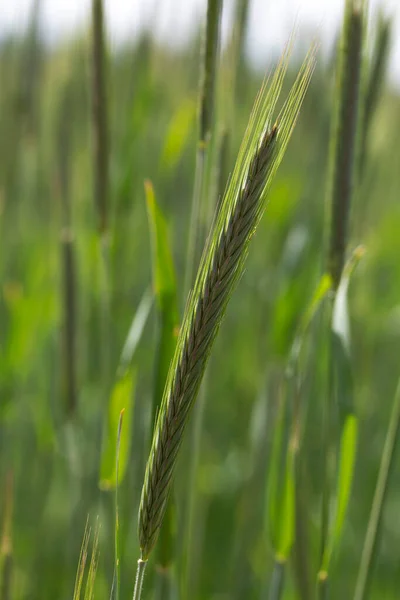 Detail Young Green Rye Spike — Stock Photo, Image