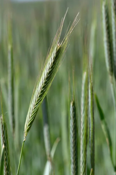Detail Young Green Rye Spike — Stock Photo, Image