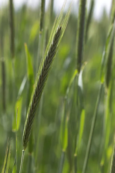 Detail Young Green Rye Spike — Stock Photo, Image