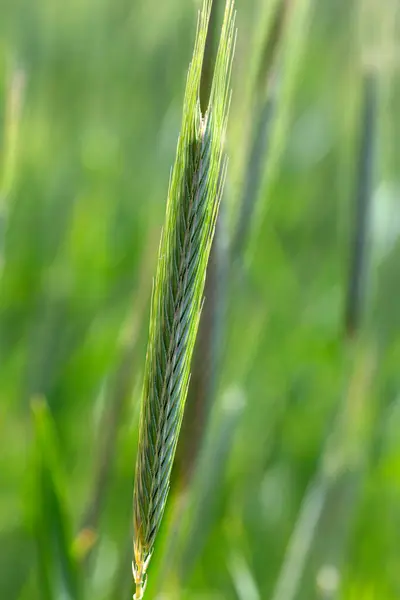 Detalle Joven Espiga Centeno Verde — Foto de Stock