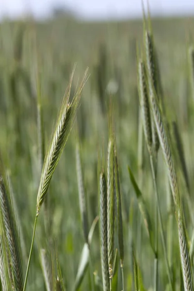 Detail Young Green Rye Spike — Stock Photo, Image