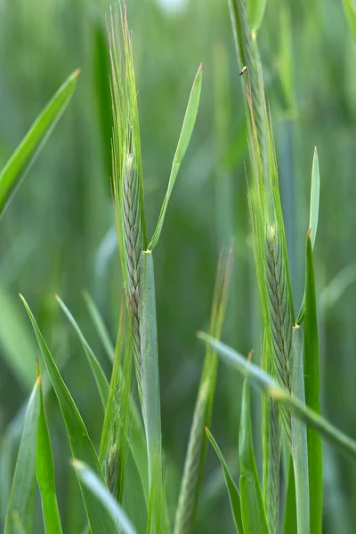 Молодой Зеленый Rye Spike — стоковое фото