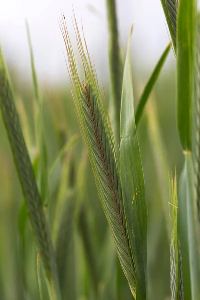 Detail Young Green Rye Spike — Stock Photo, Image