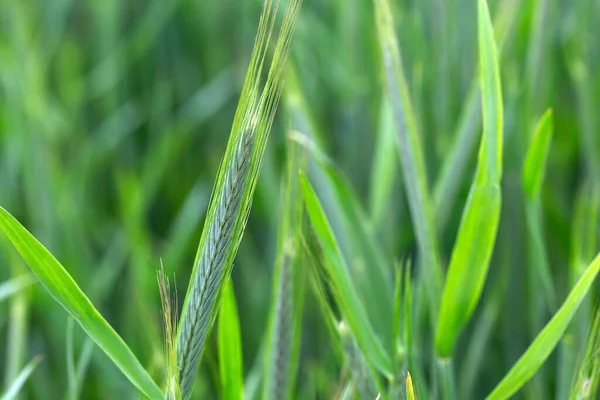 Detail Van Jonge Groene Rye Spike — Stockfoto