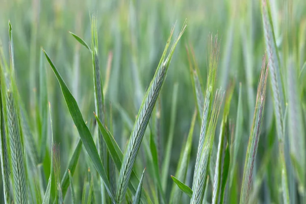 Részlet Fiatal Zöld Rye Spike — Stock Fotó