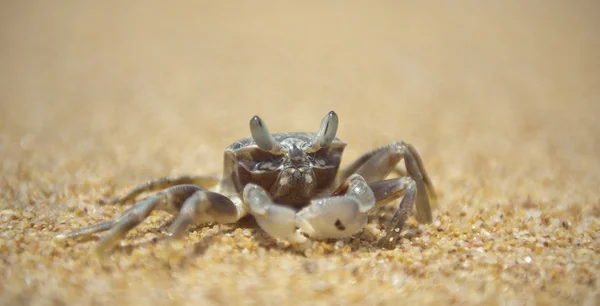 Krab na piasku — Zdjęcie stockowe