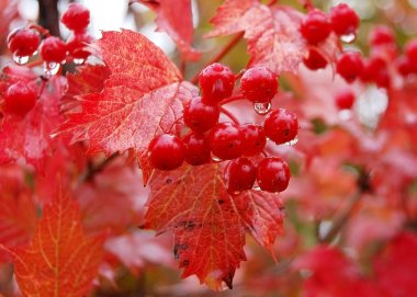 Kartopu yağmur sonrası kırmızı