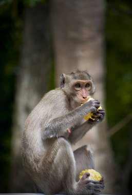 Monkey eating corn clipart