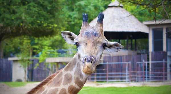 giraffe turned his head to the side