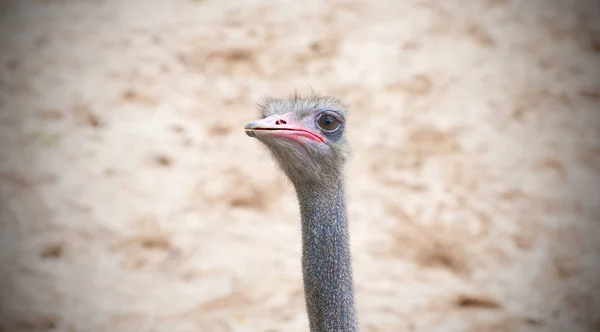 ostrich head in the sand