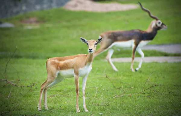 Antilope cervipra. Гарна . — стоковое фото