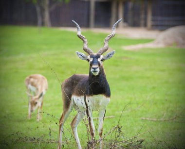 Antilope cervicapra. Garna.