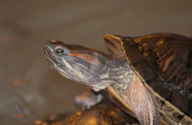 Trachemys scripta. Turtle.