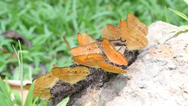 Soft Focus Spotted Rustic Common Leopard Spotted Rustic — Stock Video