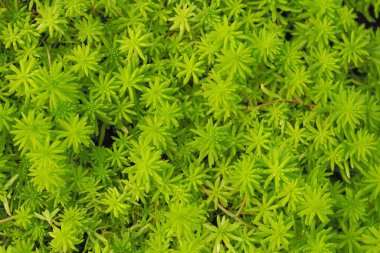 Sedum sp. Crassulaceae Dokuları ve Arkaplanı.