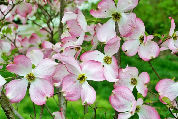 Розовая Cornus Florida Rubra Известная Розовое Цветочное Дерево — стоковое фото