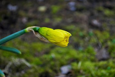 Bahçedeki çiçek açan nergis çiçeğini yağmur damlalarıyla kapatın. 