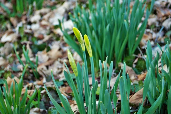 Gros Plan Une Jonquille Fleurie Dans Jardin Avec Des Gouttes — Photo